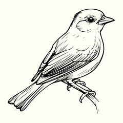 Bird Line Art Drawing Elegant and Simple Bird Sketches for Nature, Art, and Creative Design