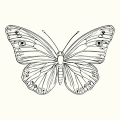 Butterfly Line Art Drawing Elegant and Detailed Butterfly Sketch for Artistic and Nature-Inspired Designs