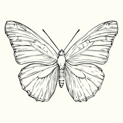 Butterfly Line Art Drawing Elegant and Detailed Butterfly Sketch for Artistic and Nature-Inspired Designs