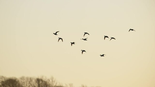 Eurasian Wigeon, Mareca penelope, birds in flight over winter marshes
