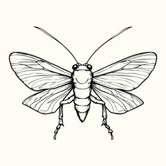 Black and White Bee Drawing Detailed Sketch of a Honey Bee for Nature Art and Design