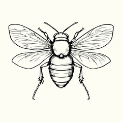 Black and White Bee Drawing Detailed Sketch of a Honey Bee for Nature Art and Design