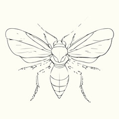 Black and White Bee Drawing Detailed Sketch of a Honey Bee for Nature Art and Design