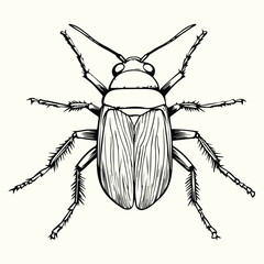 Black and White Bee Drawing Detailed Sketch of a Honey Bee for Nature Art and Design