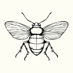 Black and White Bee Drawing Detailed Sketch of a Honey Bee for Nature Art and Design
