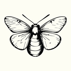 Black and White Bee Drawing Detailed Sketch of a Honey Bee for Nature Art and Design