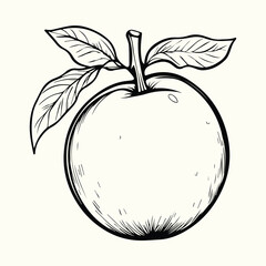 Black and White Apple Drawing with Leaves Botanical Illustration in Vintage Style for Nature Art and Design Backgrounds