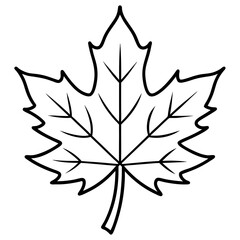Graceful maple leaf outline vector