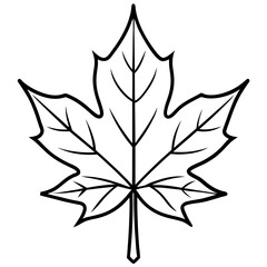 Graceful maple leaf outline vector