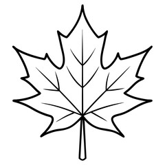 Graceful maple leaf outline vector