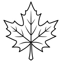 Graceful maple leaf outline vector