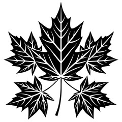 Graceful maple leaf outline vector