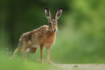 Zając szarak, hare, (Lepus europaeus) © Bartosz Rakoczy