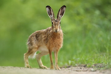 Zając szarak, hare, (Lepus europaeus) © Bartosz Rakoczy