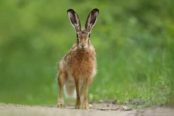 Zając szarak, hare, (Lepus europaeus) © Bartosz Rakoczy
