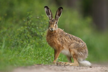Zając szarak, hare, (Lepus europaeus) © Bartosz Rakoczy