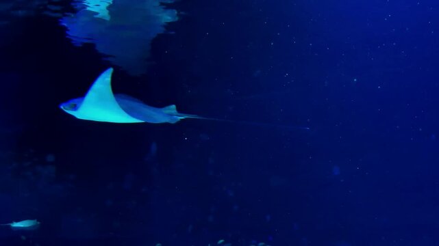 Oman cownose ray, its scientific name is Rhinoptera jayakari