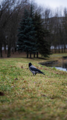 A crow in the distance, in the grass, in winter. Minimalism