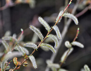 Purple willow (Salix purpurea) grows in nature