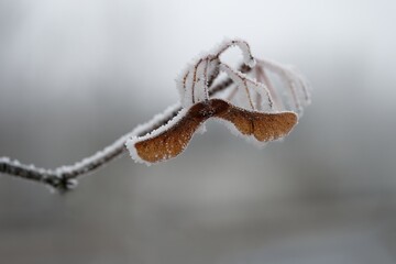 A close-up photograph capturing the delicate beauty of frost-covered autumn leaves on a branch. The snow and ice, stand out against a softly blurred winter forest background.