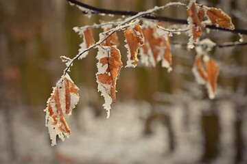 A close-up photograph capturing the delicate beauty of frost-covered autumn leaves on a branch. The snow and ice, stand out against a softly blurred winter forest background.