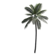 A tall, lush palm tree with green fronds swaying in a gentle breeze. transparent background