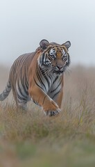 Naklejka premium A striking tiger moving confidently, its majestic form and piercing eyes standing out against a crisp white background