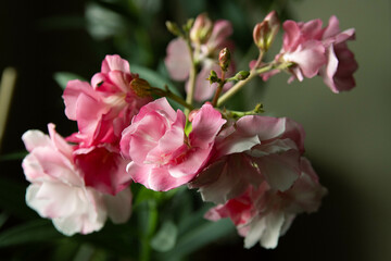 Oleander