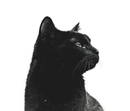Elegant black cat profile silhouette studio setting cutout minimalist design side view artistic representation isolated on transparent background