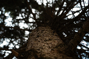 The trunk of the Christmas tree is from bottom to top. View of the crown of tree