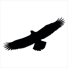 American Eagle Bird Silhouette Vector illustration