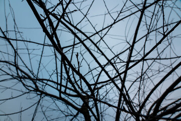 Tree branches against the sky, abstraction, interlacing, maximalism, background