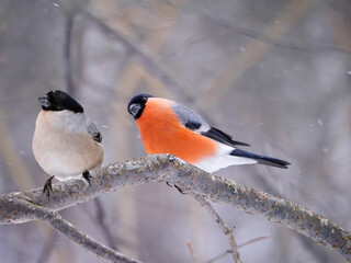 A pair of bullfinches quarrel on a tree branch in a winter forest