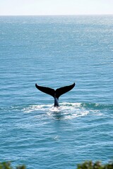 Fototapeta premium Majestic Whale Tail Ocean Dive Serene Blue Water Scene