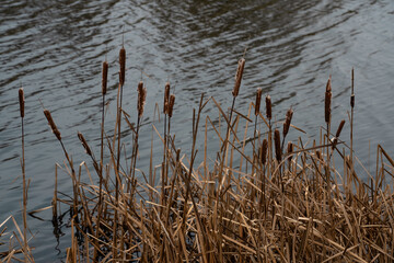 Dry, withered reeds in the river