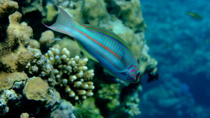 Klunzinger wrasse or Ruppell wrasse (Thalassoma rueppellii) undersea, Red Sea, Egypt, Sharm El Sheikh, Montazah Bay
