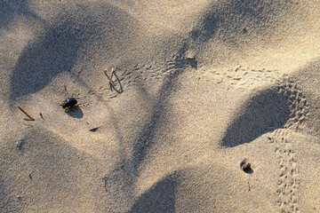 Pimelia granulicollis, beetle from the family of darkling beetles, Tenebrionidae. A beetle running through the dunes of Gran Canaria.