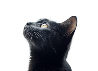 Black cat admiring the sky animal portrait studio setting close-up view curious expression isolated on transparent background