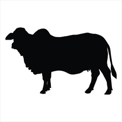 silhouette of a cow