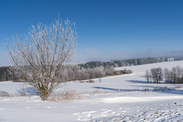 Obraz premium Winter Landscape with Snow-Covered Frozen Trees, Czech Republic