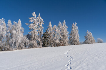 Winter Landscape with Snow-Covered Frozen Trees, Czech Republic