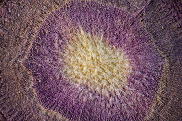 A macro view of a freeze-dried red beetroot slice, showcasing its intricate texture and vibrant purple and white color gradient. Ideal for healthy snacks or culinary use.