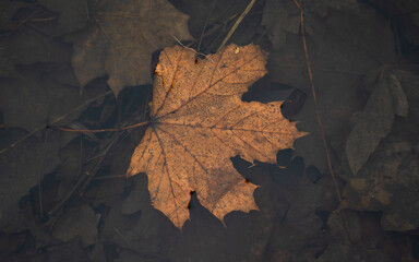 Dry, orange, maple leaf in water. Rotten leaves at the bottom of the river