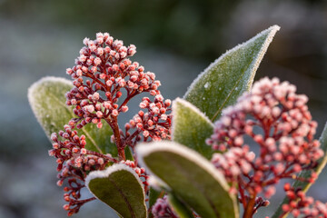 the red berries and green leaves of the japanese skimmia covered with white ice crystals