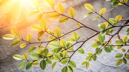 Vivid green leaves on delicate branches illuminated by soft sunlight from the upper left, with a textured dark gray background creating a serene and natural ambiance.