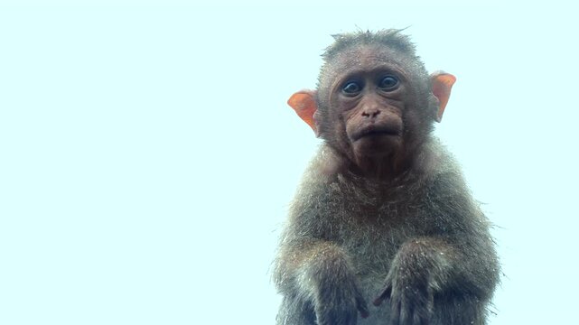 Young Bonnet Macaque Monkey Enjoying Rain - White Backgroun