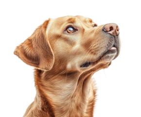 Lively golden retriever portrait against animal indoor setting close-up view pet expression and character isolated on transparent background