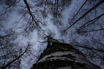 Birch tree crown with a view of the cloudy sky in winter. Bottom-up view