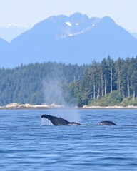Fototapeta premium Whale Tail Breaching Ocean Mountain Background Summer Nature Wildlife