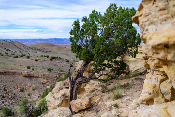 A tree growing in a crack in stone cliffs in the desert, USA